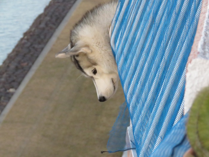 何でも見張り隊 (*^_^*)_c0049299_2245916.jpg