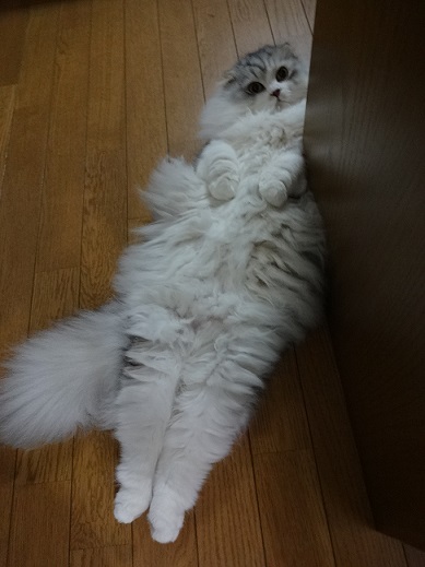 ミルクと赤爪ザラゴーサ。。_c0178104_9111176.jpg