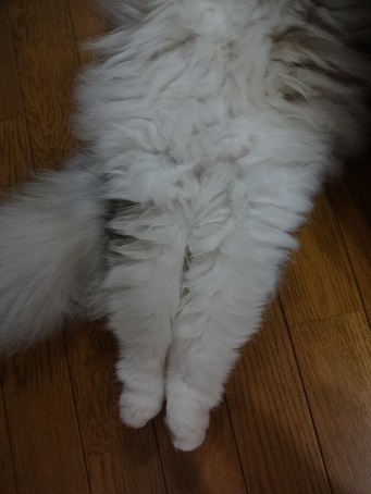 ミルクと赤爪ザラゴーサ。。_c0178104_9124082.jpg