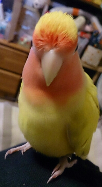 イケメン?_e0001906_13121525.jpg