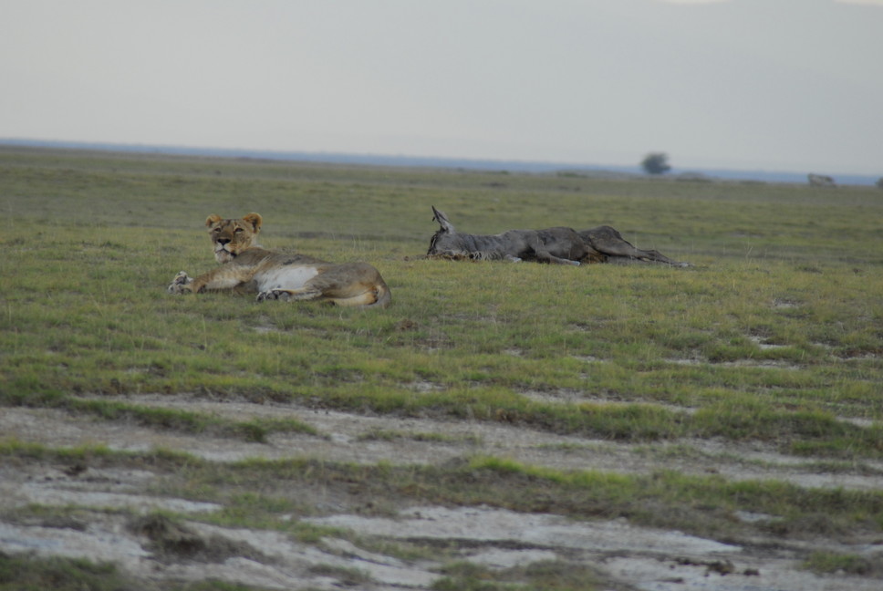 2015年2月 「アフリカの大地と野生動物」 February 2015 \"Wild Animals in Africa\"_c0219616_18302161.jpg