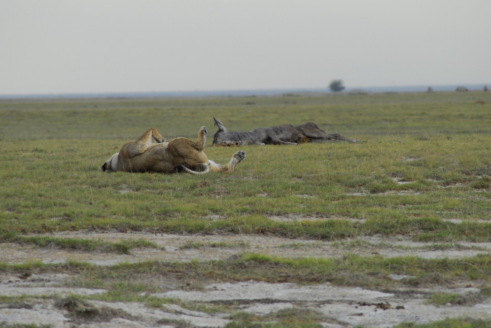 2015年2月 「アフリカの大地と野生動物」 February 2015 \"Wild Animals in Africa\"_c0219616_18393624.jpg