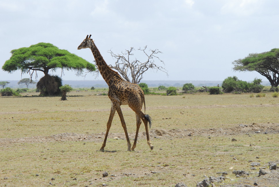 2015年2月 「アフリカの大地と野生動物」 February 2015 \"Wild Animals in Africa\"_c0219616_1852345.jpg