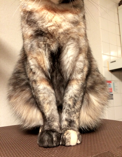 お行儀がいいキュー 賃貸ネコ暮らし 賃貸住宅でネコを室内飼いする工夫