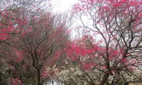 お着付け現場は、いろいろあり・・・_f0205317_12493226.jpg