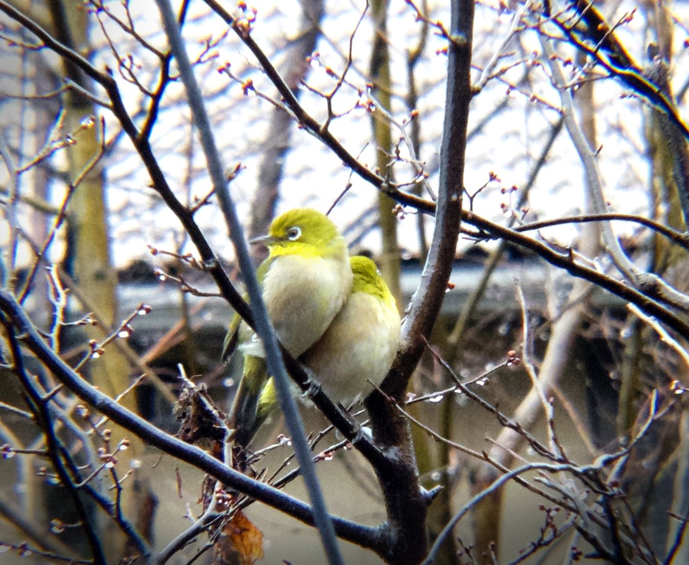 めじろ押し 大草原の赤い家