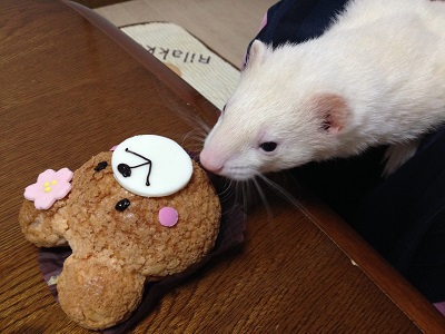 Cake Atelier Panari ケーキ工房パナリ いたち生活 Cake Atelier Panari ケーキ工房パナリ いたち生活