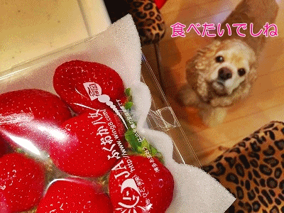 f0326925_23320587.gif