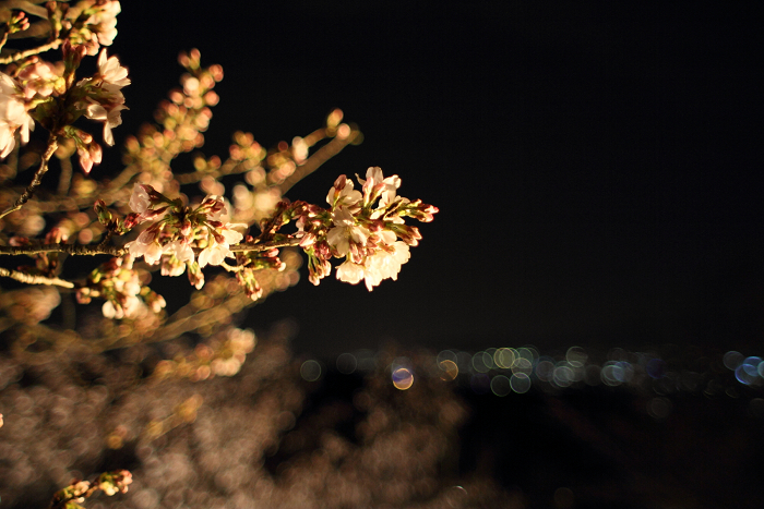 東山桜ライトアップ －清水寺－_b0169330_7475941.jpg