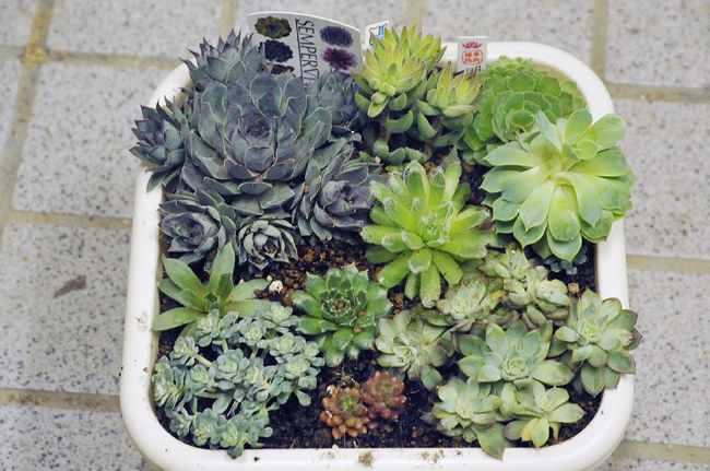 15 3 4 センペルビュームの寄せ植えと銀ちゃん ネコとおさんぽ 15 3 4 センペルビュームの寄せ植えと銀ちゃん ネコとおさんぽ