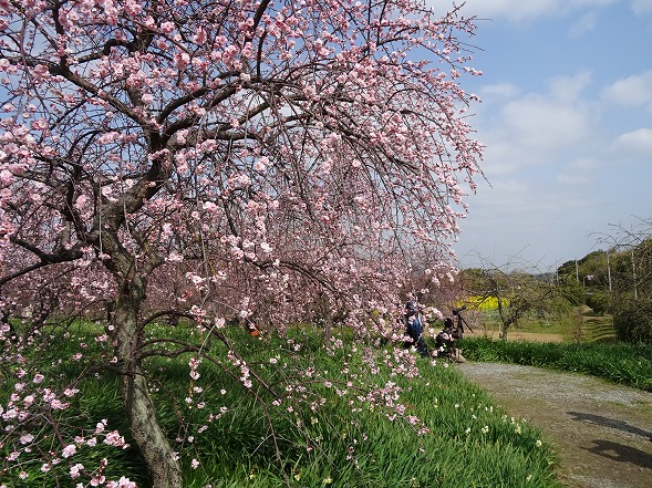 和泉リサイクル環境公園の梅林_b0299042_1617535.jpg