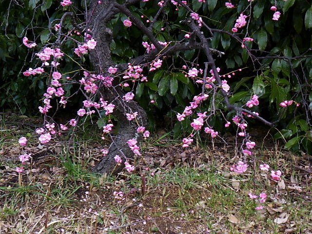 しだれ梅、支那満作、桜草、八重椿_c0051143_23534440.jpg