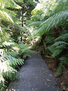 NSW-ACT Road Trip 2015（9）Australian National Botanic Gardens & Telstra Tower_e0138350_2135447.jpg