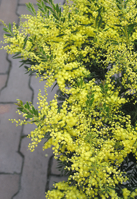 a0001354_23314590.gif