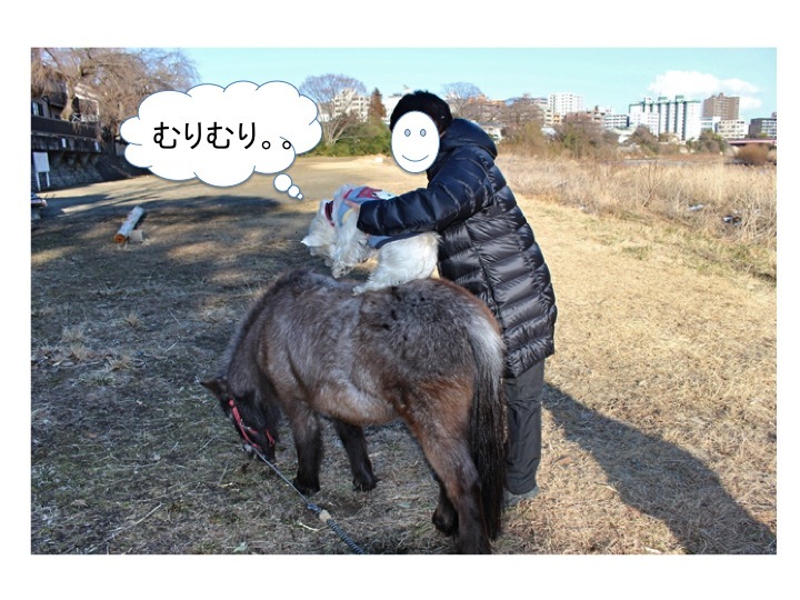 でんの乗馬体験_c0260460_14140364.jpg