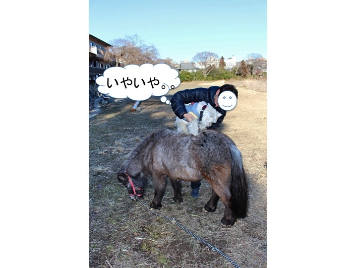 でんの乗馬体験_c0260460_14142785.jpg