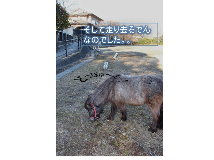でんの乗馬体験_c0260460_14522069.jpg