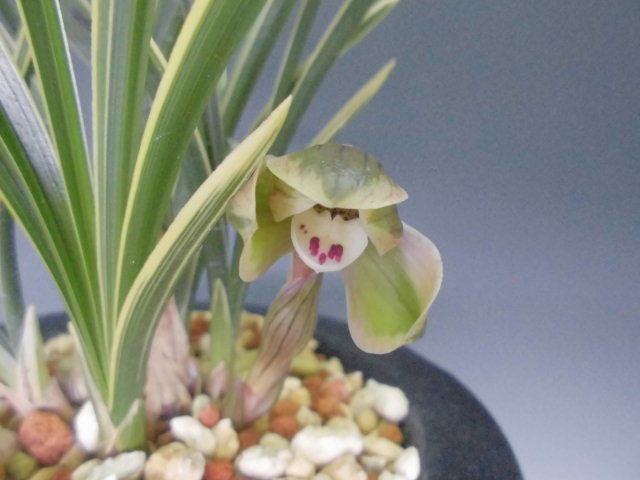 中国春蘭 銘品「光宮」花芽付き 富貴蘭 寒蘭 万年青