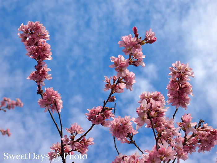 Spring is here in BC, Canada._e0046675_7201147.jpg