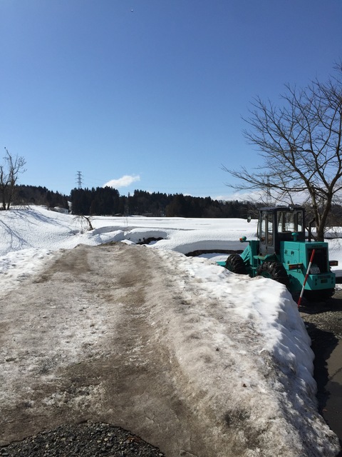 フキノトウ見つけた。_d0182179_16521324.jpg