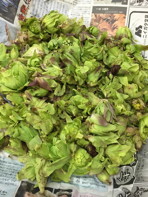 フキノトウ見つけた。_d0182179_18232066.jpg