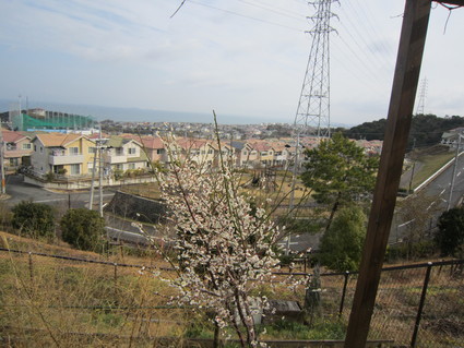 小学生からのお礼と　梅の花　　　　by　　　(ナベサダ)_f0053885_19255173.jpg