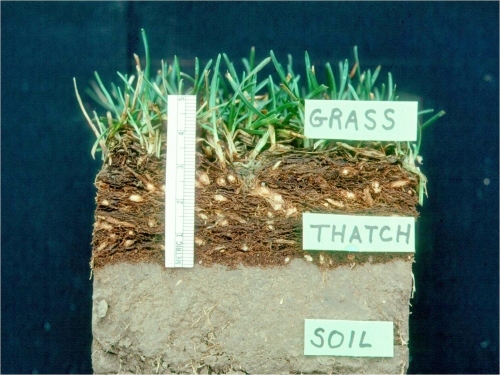 芝生の苔と その手入れ方法 English Hill