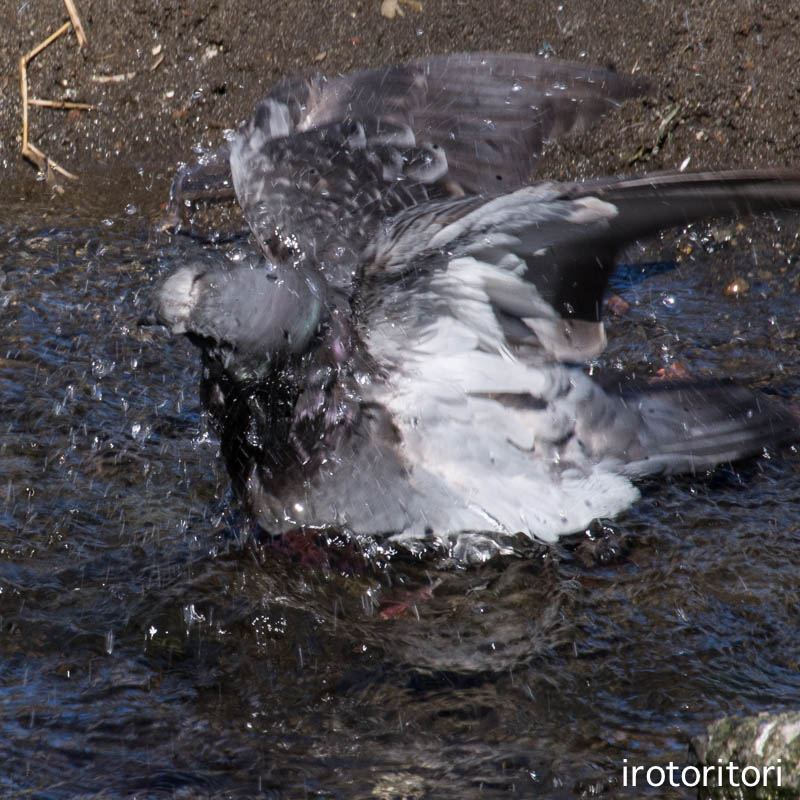 水浴び　　（ハト）　　2015/03/03_d0146592_042570.jpg