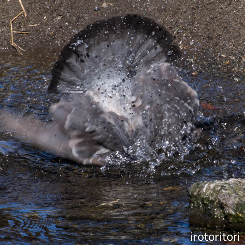 水浴び　　（ハト）　　2015/03/03_d0146592_045154.jpg