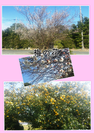 e0143298_2031453.png