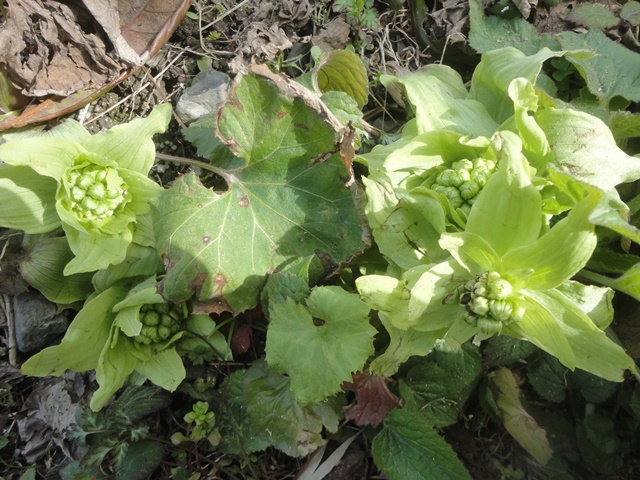 蕗の薹が 庭で群生して成長中取材 15 3 5 徳ちゃん便り 蕗の薹が 庭で群生して成長中取材 15 3 5 徳ちゃん便り