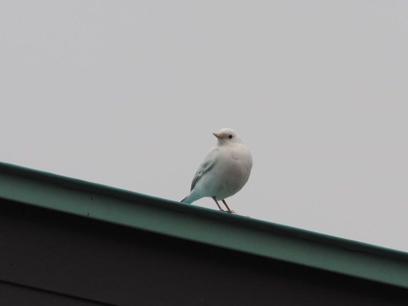 真っ白い鳥 流山 コーヒー党の野鳥と自然 真っ白い鳥 流山 コーヒー党の野鳥と自然