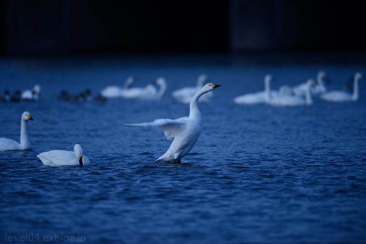 川島町 ハクチョウ飛来地 16_d0319222_2013211.jpg