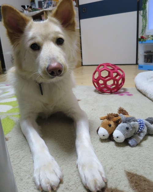 ラファールとウマちゃんとカピットくん 対州馬に魅せられて~星になった愛犬りんご達と新パートナー犬ラファール&ルアナと共に~