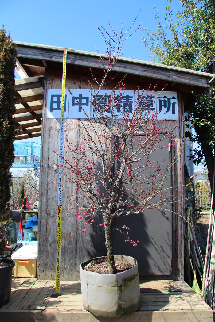 花梅 紅千鳥 ベニチドリ ウメ 紅梅  販売 画像 写真 価格 値段 庭木 安行 植木 お問い合わせ商品_a0254743_11434570.jpg