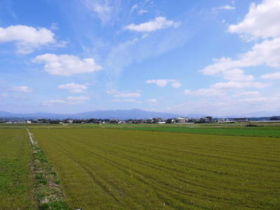 砂田米　れんげの成長！今年も緑肥として育て、田んぼでは米しか作らんばい!!_a0254656_1651121.jpg