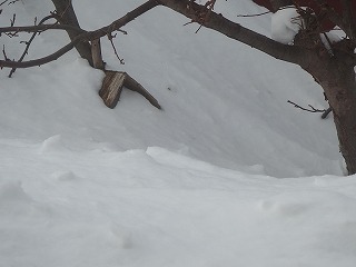 e0004756_21452445.jpg