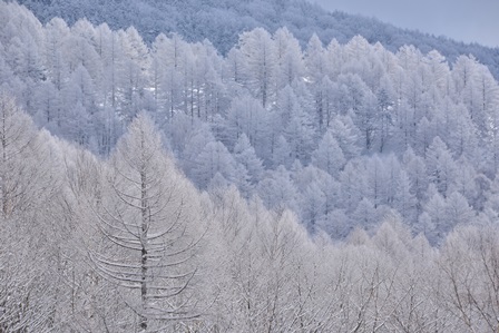 春と冬の旅　2/27～3/2　　（冬）　蓼科の雪景色_c0303868_5201737.jpg