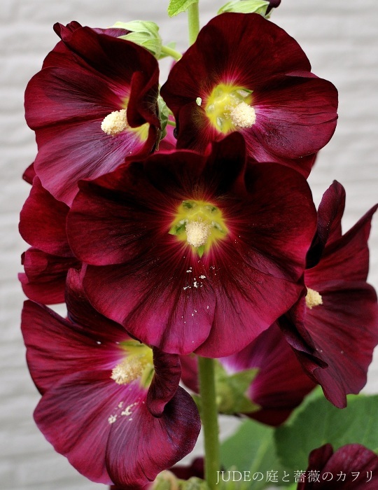 赤黒い花 ｊｕｄｅの庭と薔薇のカヲリ