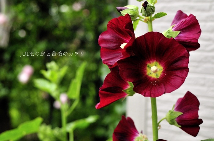 赤黒い花 ｊｕｄｅの庭と薔薇のカヲリ