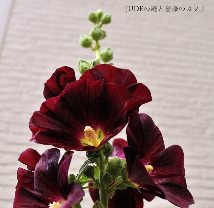 赤黒い花 ｊｕｄｅの庭と薔薇のカヲリ
