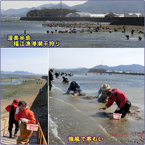 渥美半島　「菜の花満喫と小中山潮干狩り」_d0007071_19301443.jpg