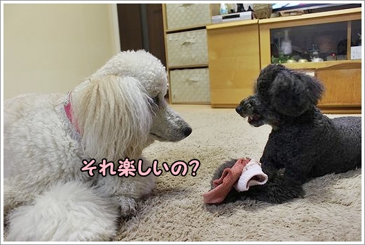 くつした。_b0111376_11585832.jpg