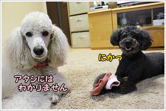 くつした。_b0111376_11591666.jpg