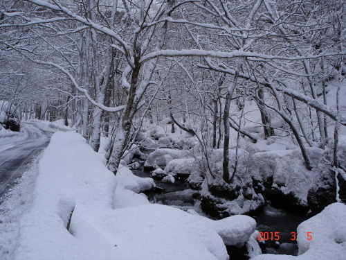 奥入瀬渓流　昨夜は吹雪いたようです_d0165378_17180968.jpg