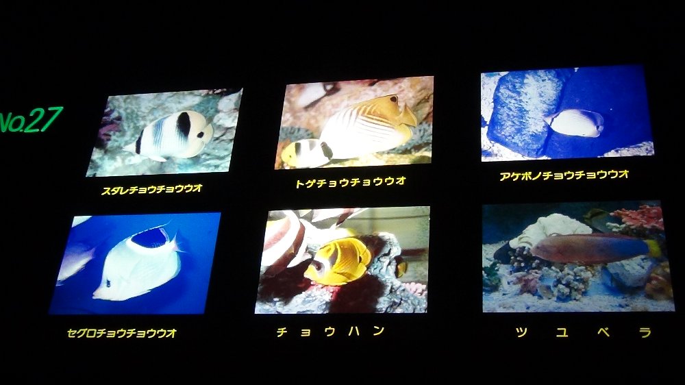 上越市水族館の魚ー動画！_e0065084_18523595.jpg