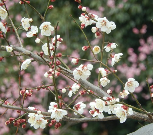 c0144185_11183136.jpg