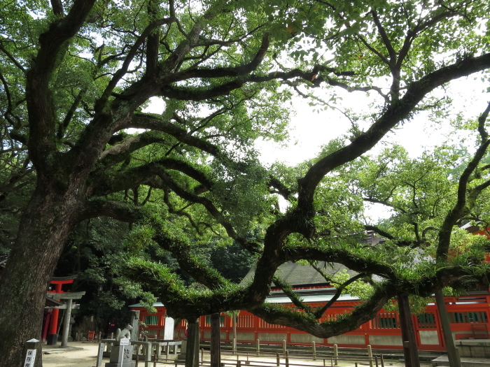 九州放浪2日目その3　筥崎宮と住吉神社_b0339488_18024876.jpg