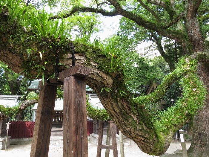 九州放浪2日目その3　筥崎宮と住吉神社_b0339488_18024952.jpg