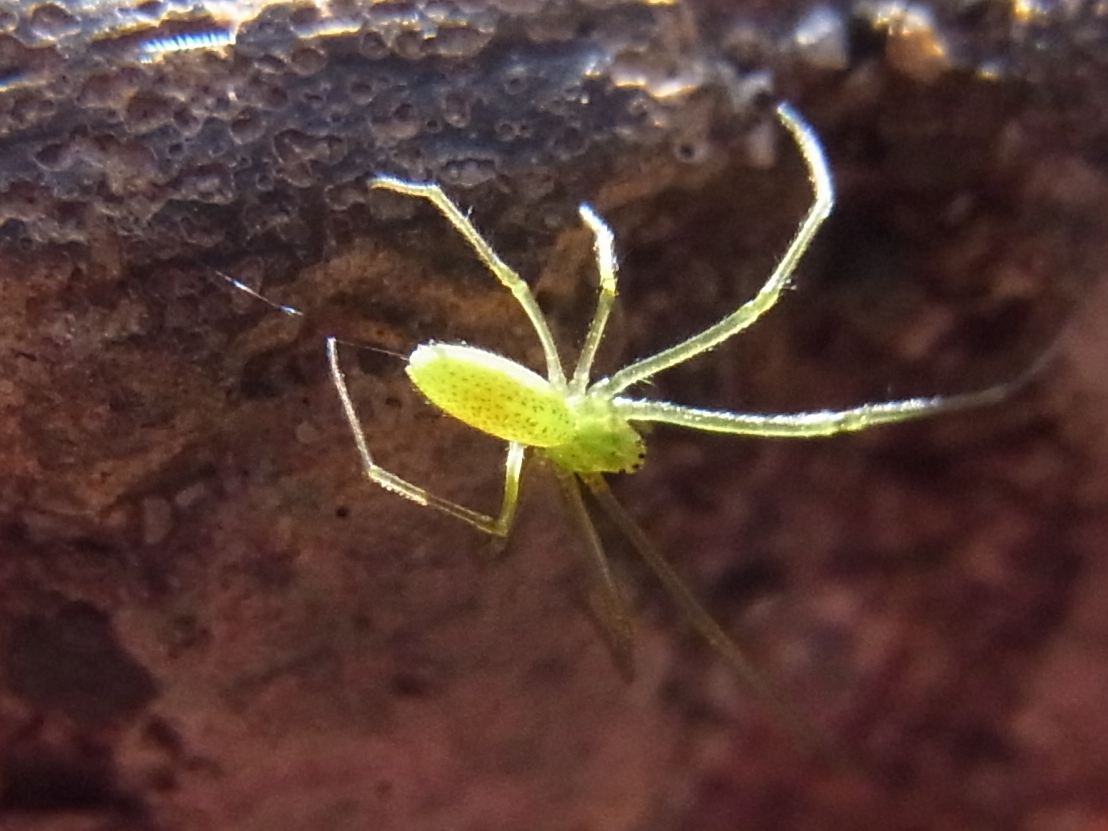 ウロコアシナガグモの幼体 写ればおっけー コンデジで虫写真